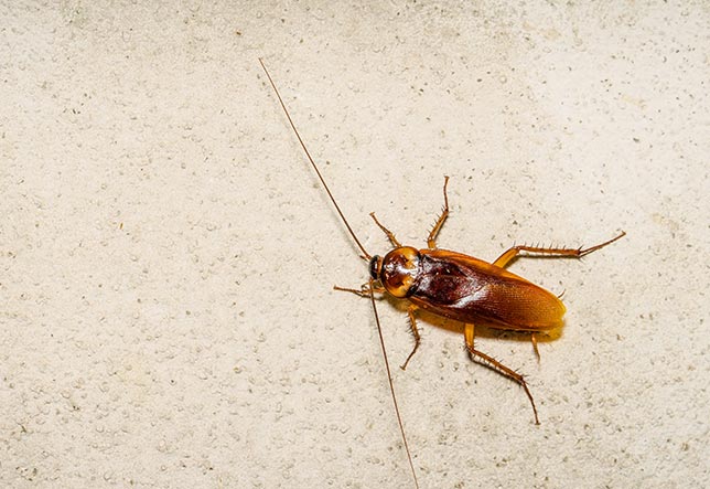 Horizon Pest Management | York SC | cockroaches