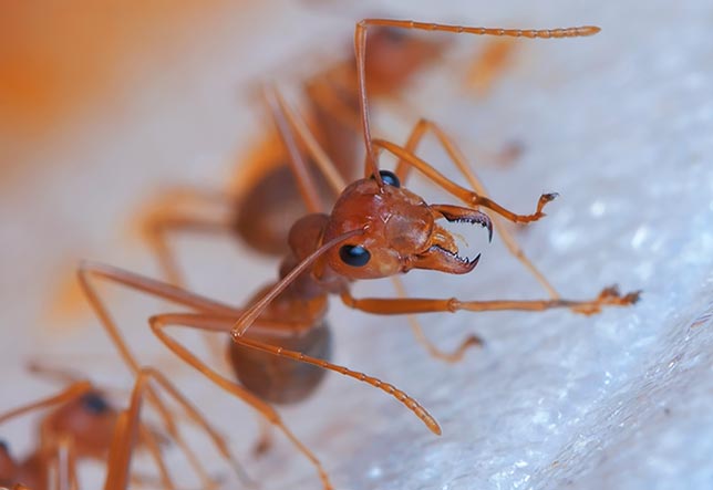 Horizon Pest Management | York SC | fire ants