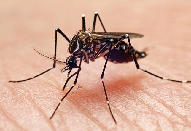 Horizon Pest Management | York SC | mosquito