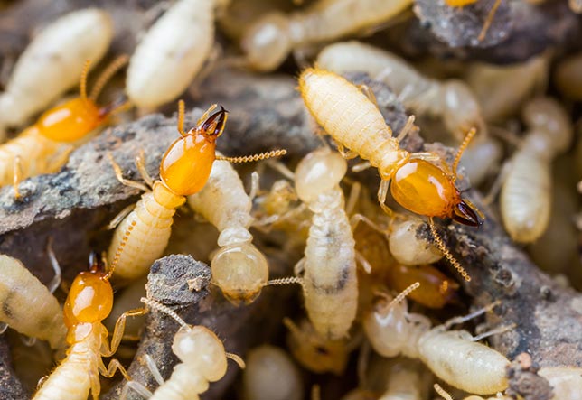 Horizon Pest Management | York SC | termites