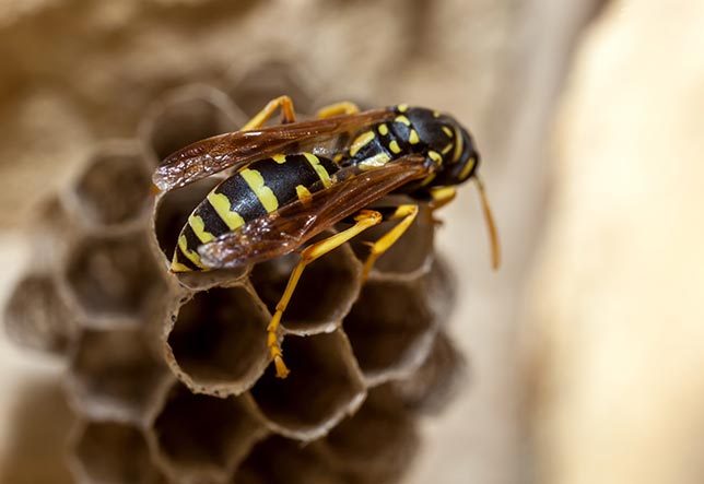 Horizon Pest Management | York SC | wasps